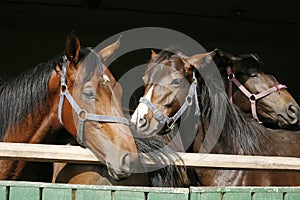 Thoroughbred young horses looking over wooden barn door in stable at ranch on sunny summer day