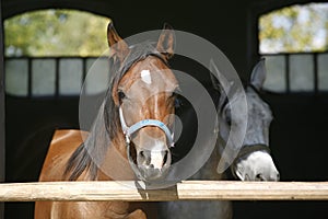 Thoroughbred young horses looking over wooden barn door in stable at ranch on sunny summer day