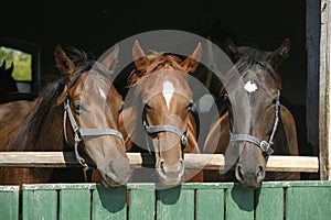 Thoroughbred young horses looking over wooden barn door in stable at ranch on sunny summer day