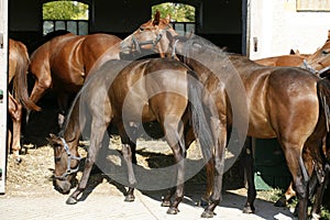 Thoroughbred young horses looking over wooden barn door in stable at ranch on sunny summer day