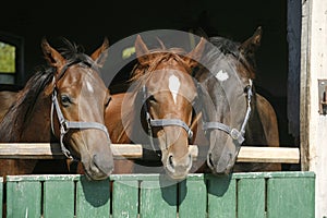 Thoroughbred young horses looking over wooden barn door in stable at ranch on sunny summer day