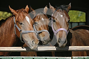 Thoroughbred young horses looking over wooden barn door in stable at ranch on sunny summer day