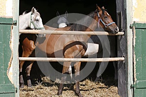 Thoroughbred young horses looking over wooden barn door in stable at ranch on sunny summer day