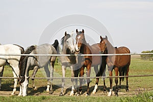 Thoroughbred young horses standing at the corral gate Two thoroughbred young horses standing at the corral gate