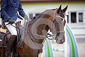 Thoroughbred young mare horse with white spot in forehead during showjumping competition in summer in daytime