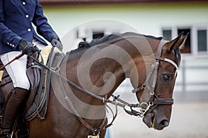Thoroughbred young mare horse with white spot in forehead during showjumping competition in summer in daytime