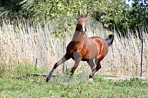 Thoroughbred young stallion canter on summer meadow