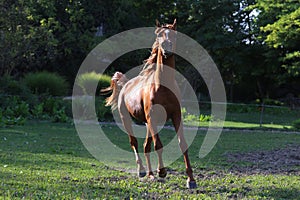 Thoroughbred young stallion canter on summer meadow