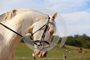 Thoroughbredl white horse with unique blue eyes