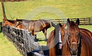 Thoroughbreds and Fence