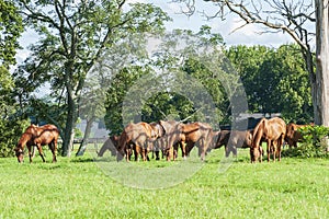 Thoroughbreds grazing on a Kentucky horse farm