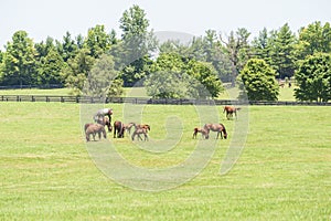 Thoroughbreds grazing on a Kentucky horse farm