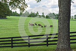 Thoroughbreds grazing on a Kentucky horse farm