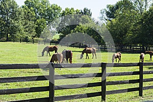 Thoroughbreds grazing on a Kentucky horse farm