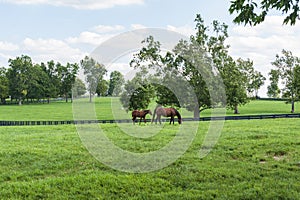 Thoroughbreds grazing on a Kentucky horse farm