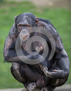 Thoughtful Ape