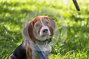 A thoughtful Beagle puppy with a blue leash on a walk in a city park. Portrait of a nice puppy.