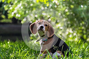 A thoughtful Beagle puppy with a blue leash on a walk in a city park. Portrait of a nice puppy.