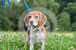 A thoughtful Beagle puppy with a blue leash on a walk in a city park. Portrait of a nice puppy.