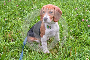 A thoughtful Beagle puppy with a blue leash on a walk in a city park. Portrait of a nice puppy.