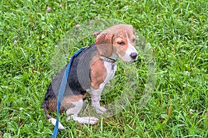 A thoughtful Beagle puppy with a blue leash on a walk in a city park. Portrait of a nice puppy.