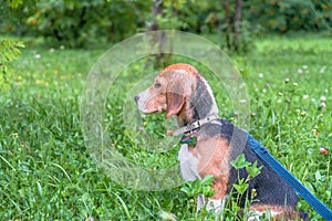 A thoughtful Beagle puppy with a blue leash on a walk in a city park. Portrait of a nice puppy.