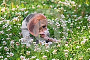 A thoughtful Beagle puppy with a blue leash on a walk in a city park. Portrait of a nice puppy.