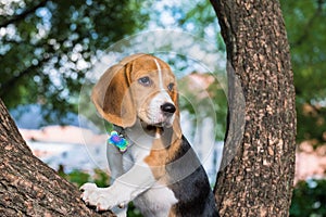 A thoughtful Beagle puppy with a blue leash on a walk in a city park. Portrait of a nice puppy.