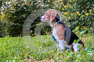 A thoughtful Beagle puppy with a blue leash on a walk in a city park. Portrait of a nice puppy.