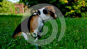 A thoughtful Beagle puppy with a blue leash on a walk in a city park. Portrait of a nice puppy.