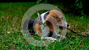 A thoughtful Beagle puppy with a blue leash on a walk in a city park. Portrait of a nice puppy.