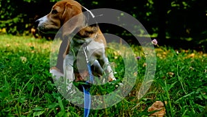 A thoughtful Beagle puppy with a blue leash on a walk in a city park. Portrait of a nice puppy.