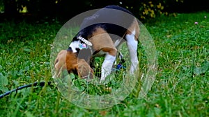 A thoughtful Beagle puppy with a blue leash on a walk in a city park. Portrait of a nice puppy.