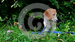 A thoughtful Beagle puppy with a blue leash on a walk in a city park. Portrait of a nice puppy.