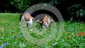 A thoughtful Beagle puppy with a blue leash on a walk in a city park. Portrait of a nice puppy.