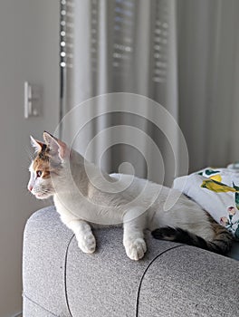 Thoughtful cat on bed
