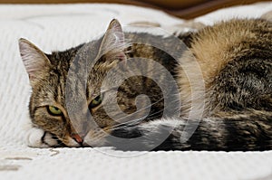 Thoughtful cat with green eyes