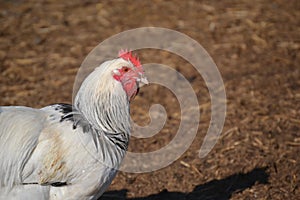 Thoughtful chicken in a Farm photo