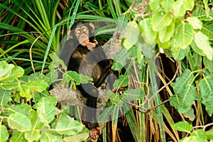 A thoughtful Chimp