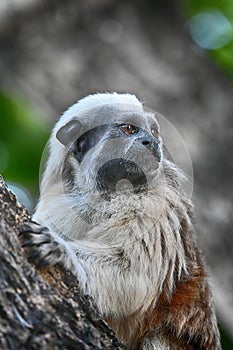 A thoughtful Cotton top tamarin