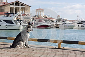 Thoughtful dog breed Husky sitting on the background of yachts and sailboats