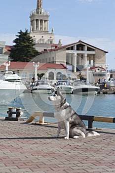 Thoughtful dog breed Husky sitting on the background of yachts and sailboats