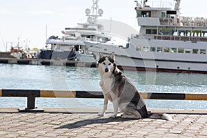 Thoughtful dog breed Husky sitting on the background of yachts and sailboats