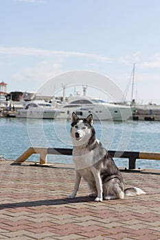 Thoughtful dog breed Husky sitting on the background of yachts and sailboats