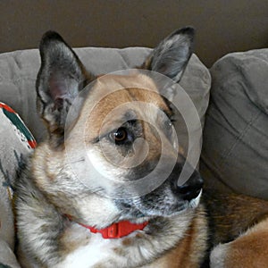 Thoughtful Dog Portrait