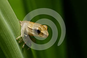 Thoughtful frog on a leaf