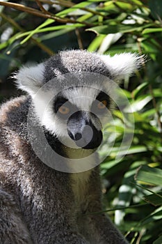 Thoughtful lemur