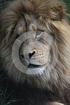 Thoughtful lion