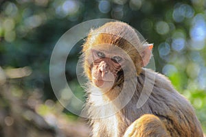 A thoughtful monkey portrait. The inhabitants of the jungle