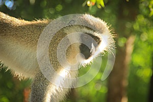 A thoughtful monkey portrait. The inhabitants of the jungle.